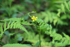 Ranunculus cantoniensis