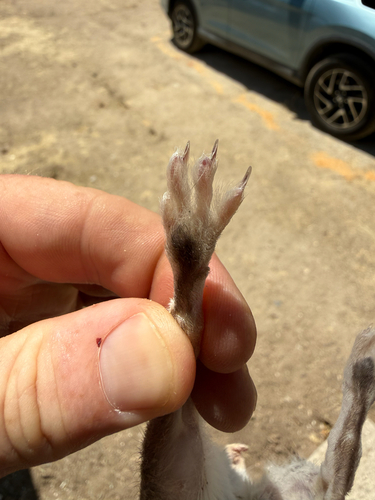 Giant Kangaroo Rat