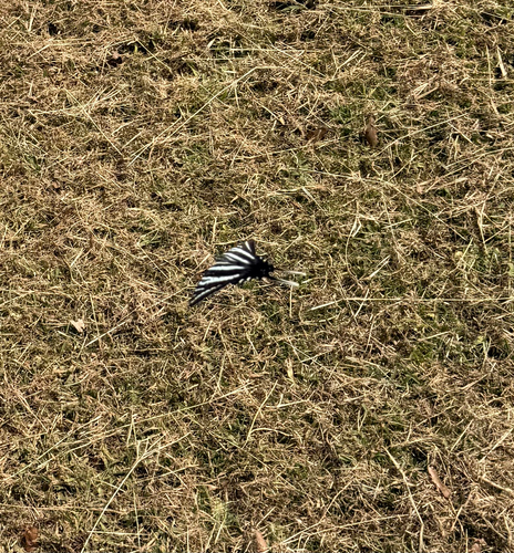 Zebra Swallowtail