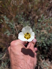 Calochortus leichtlinii, photograph (c) Jacob Saucier, some rights reserved (CC BY)