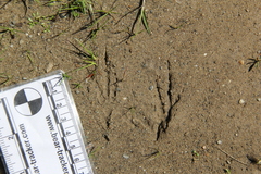 Aphelocoma californica