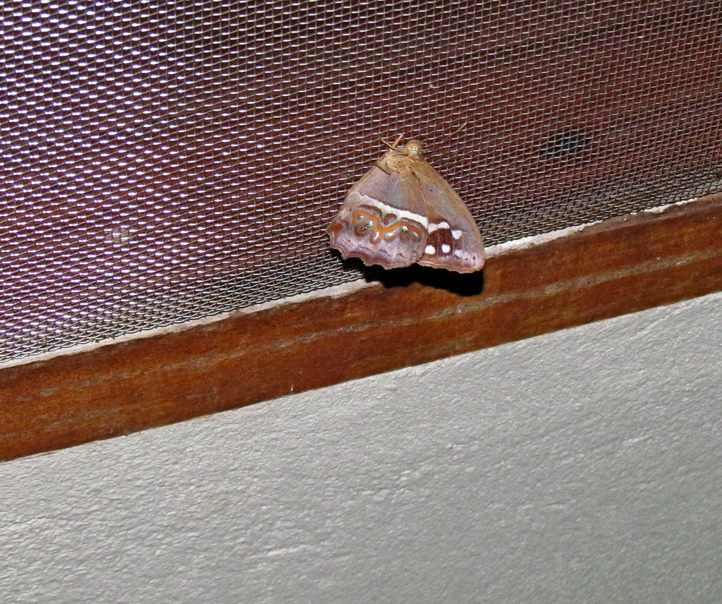 Amphidecta reynoldsi