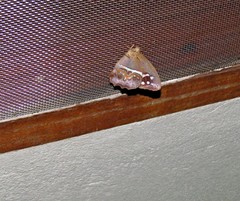 Amphidecta reynoldsi