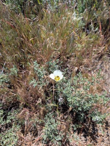 Calochortus leichtlinii, photograph 4