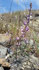 Streptanthus glandulosus glandulosus