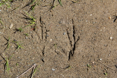 Aphelocoma californica