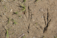 Aphelocoma californica