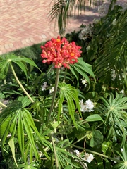 Jatropha multifida