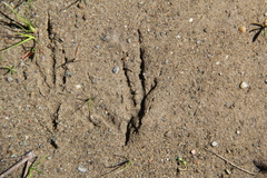 Aphelocoma californica