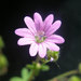 Dove's-foot Crane's-Bill - Photo (c) Joan Knapp, some rights reserved (CC BY-ND), uploaded by Joan Knapp