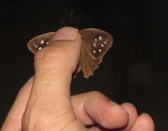 Amphidecta reynoldsi