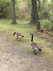 Branta canadensis