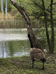 Branta canadensis