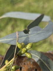 Eucalyptus goniocalyx, photograph (c) Matthew Lincoln, some rights reserved (CC BY)