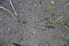 Aphelocoma californica