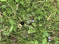 Bombus impatiens