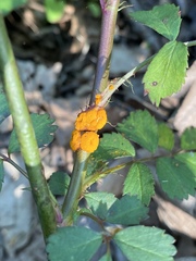 Phragmidium rosae-multiflorae