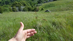 Bromus carinatus
