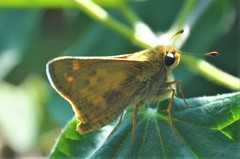 Atalopedes campestris huron