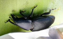 Scyphophorus yuccae