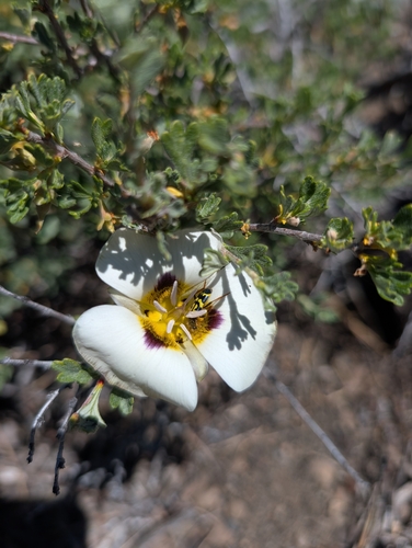 Calochortus leichtlinii, photograph 2