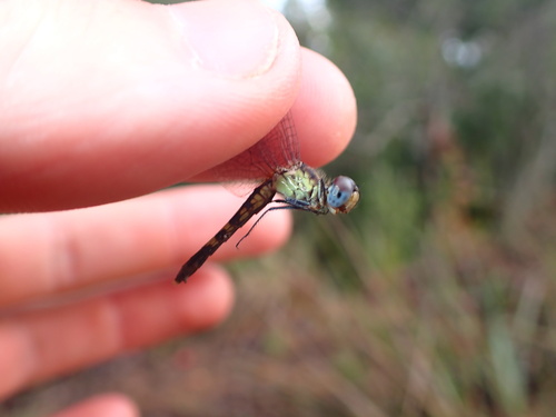 Little Blue Dragonlet