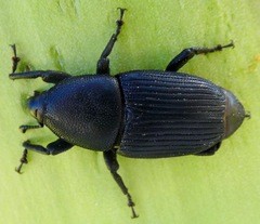 Scyphophorus yuccae