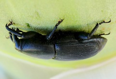 Scyphophorus yuccae