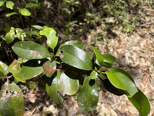 Pimenta racemosa observed 2026-08-06