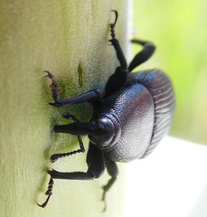 Scyphophorus yuccae