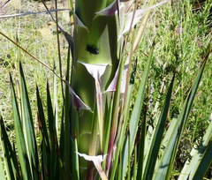 Scyphophorus yuccae