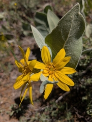 Wyethia mollis, photograph (c) Jacob Saucier, some rights reserved (CC BY)