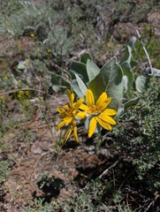 Wyethia mollis, photograph (c) Jacob Saucier, some rights reserved (CC BY)