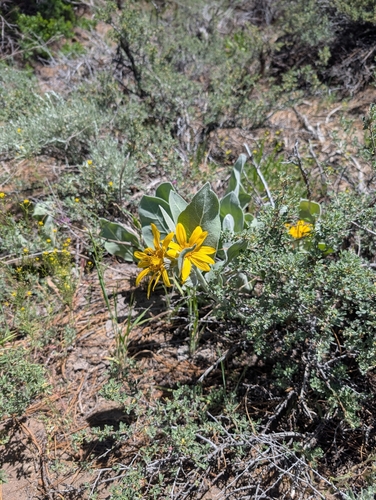 Wyethia mollis, photograph 6