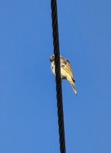 Singing Honeyeater