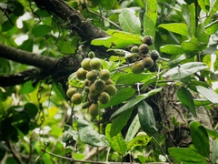 Calophyllum brasiliense