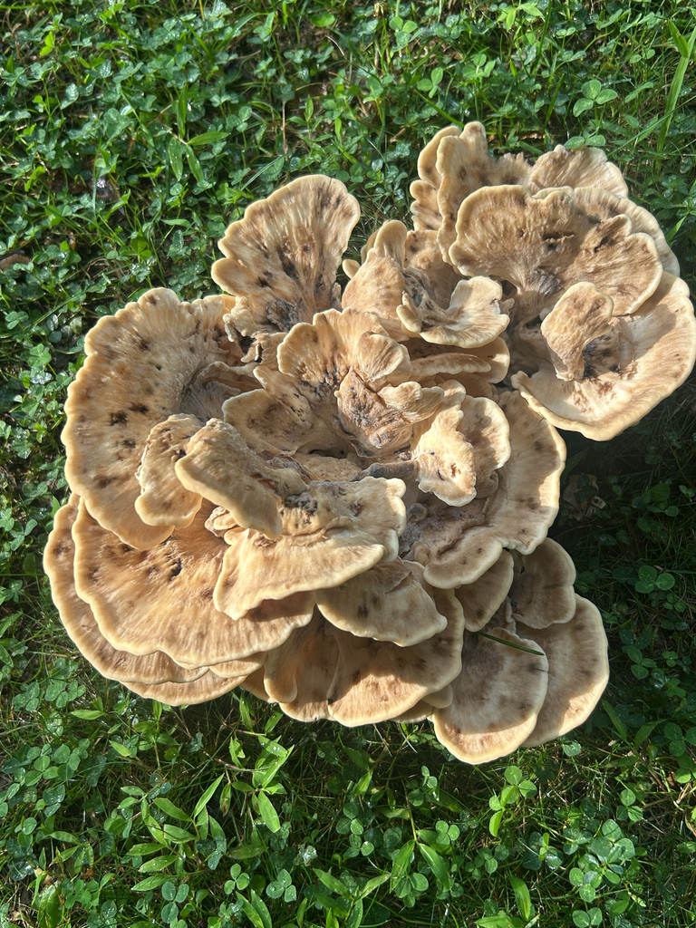 Black-staining Polypore · August 2026 · photo: Photo: (c) martin_livezey, some rights reserved (CC BY) · iNaturalist