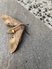 Marumba cristata bukaiana