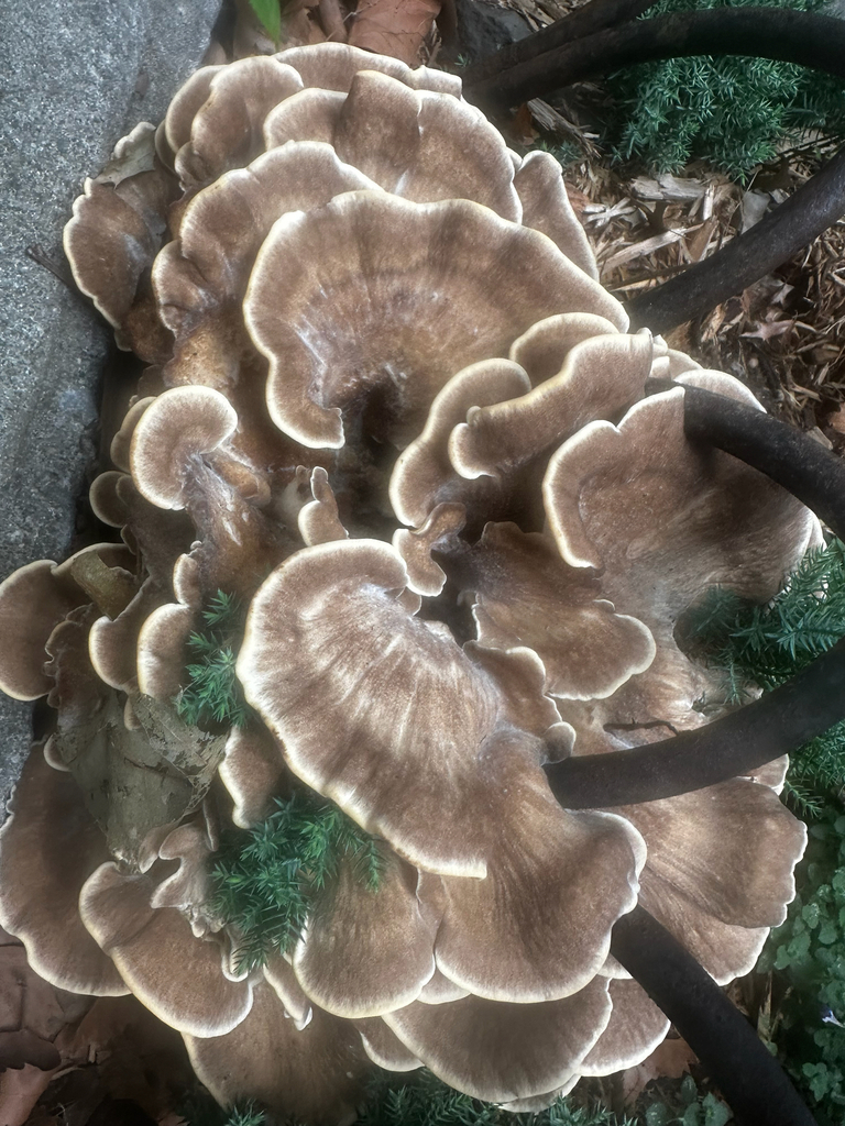 Black-staining Polypore · August 2026 · photo: Photo: no rights reserved · iNaturalist