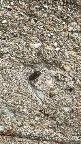 Nosy Pill Woodlouse