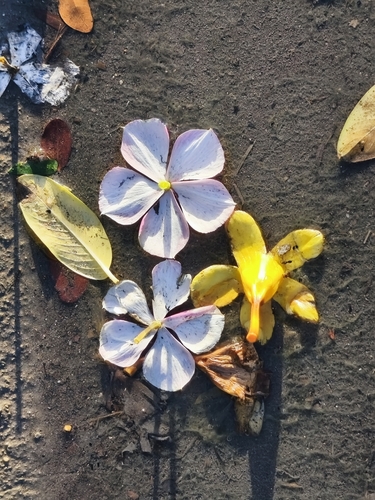 Madagascar Periwinkle