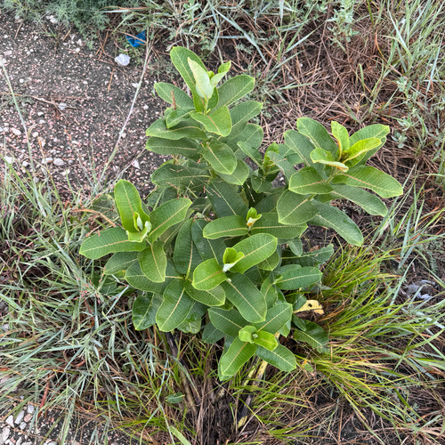 common milkweed