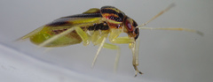 Tropidosteptes