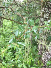 Condalia buxifolia