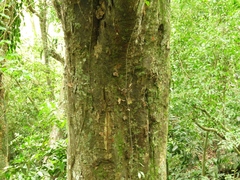 Calophyllum brasiliense