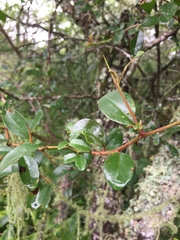 Condalia buxifolia