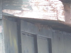 Petrochelidon pyrrhonota