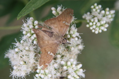 Ectomis octomaculata
