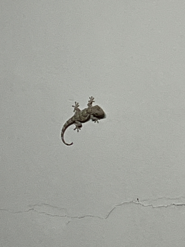 Moorish Gecko