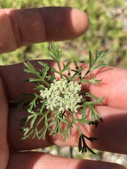 Daucus pusillus